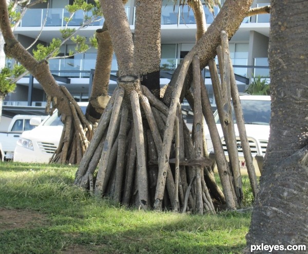 Long Roots 